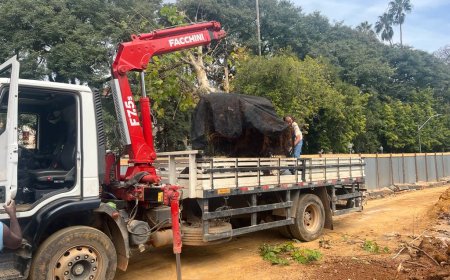 ÁRVORES SÃO TRANSPLANTADAS DA ALAMEDA POÇOS PARA O PARQUE ECOLÓGICO