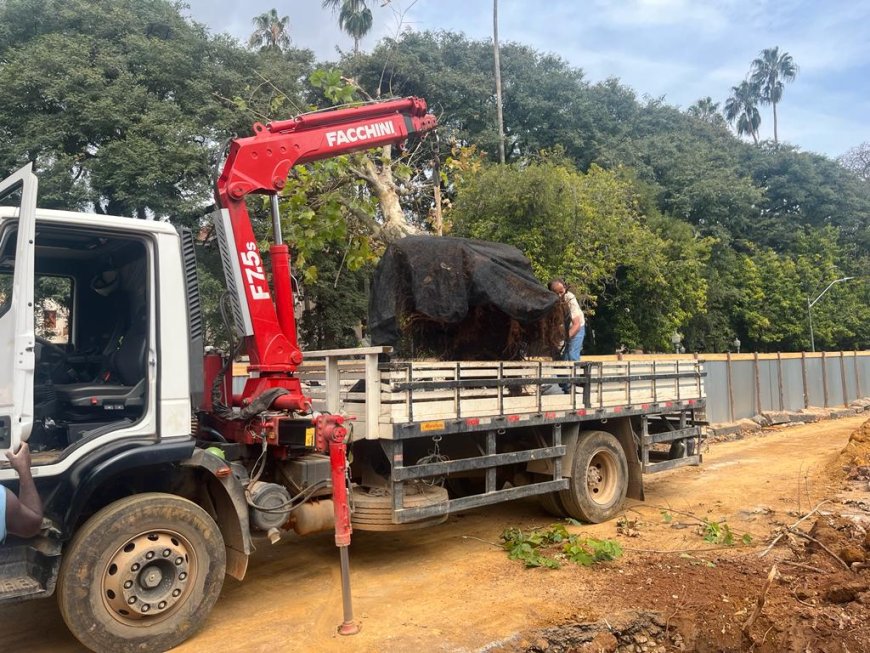 ÁRVORES SÃO TRANSPLANTADAS DA ALAMEDA POÇOS PARA O PARQUE ECOLÓGICO