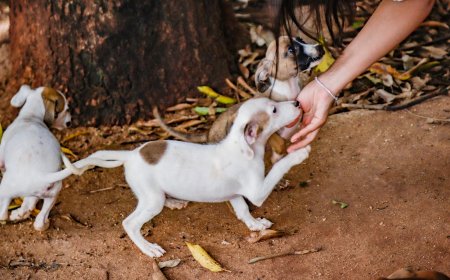 Divisão de Bem-Estar Animal aborda adoção responsável na 22ª Feira do Livro de Ribeirão Preto