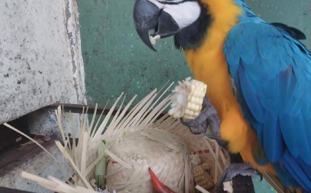 Bosque Zoológico Fábio Barreto promove Arraiá Julino