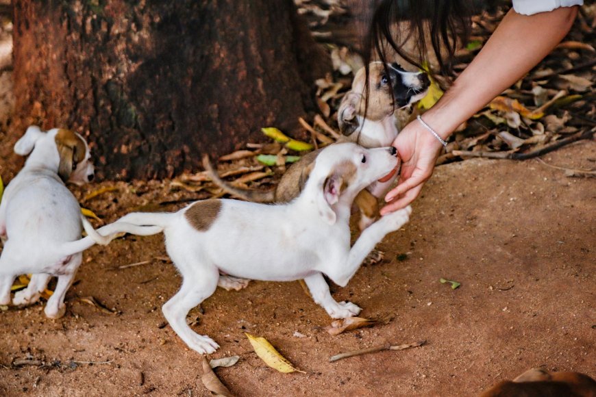 Divisão de Bem-Estar Animal aborda adoção responsável na 22ª Feira do Livro de Ribeirão Preto