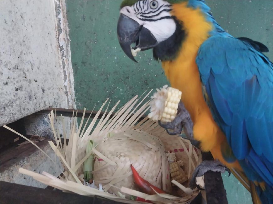 Bosque Zoológico Fábio Barreto promove Arraiá Julino