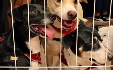 Feira de Adoção de Cães e Gatos volta ao Novo Shopping, neste domingo