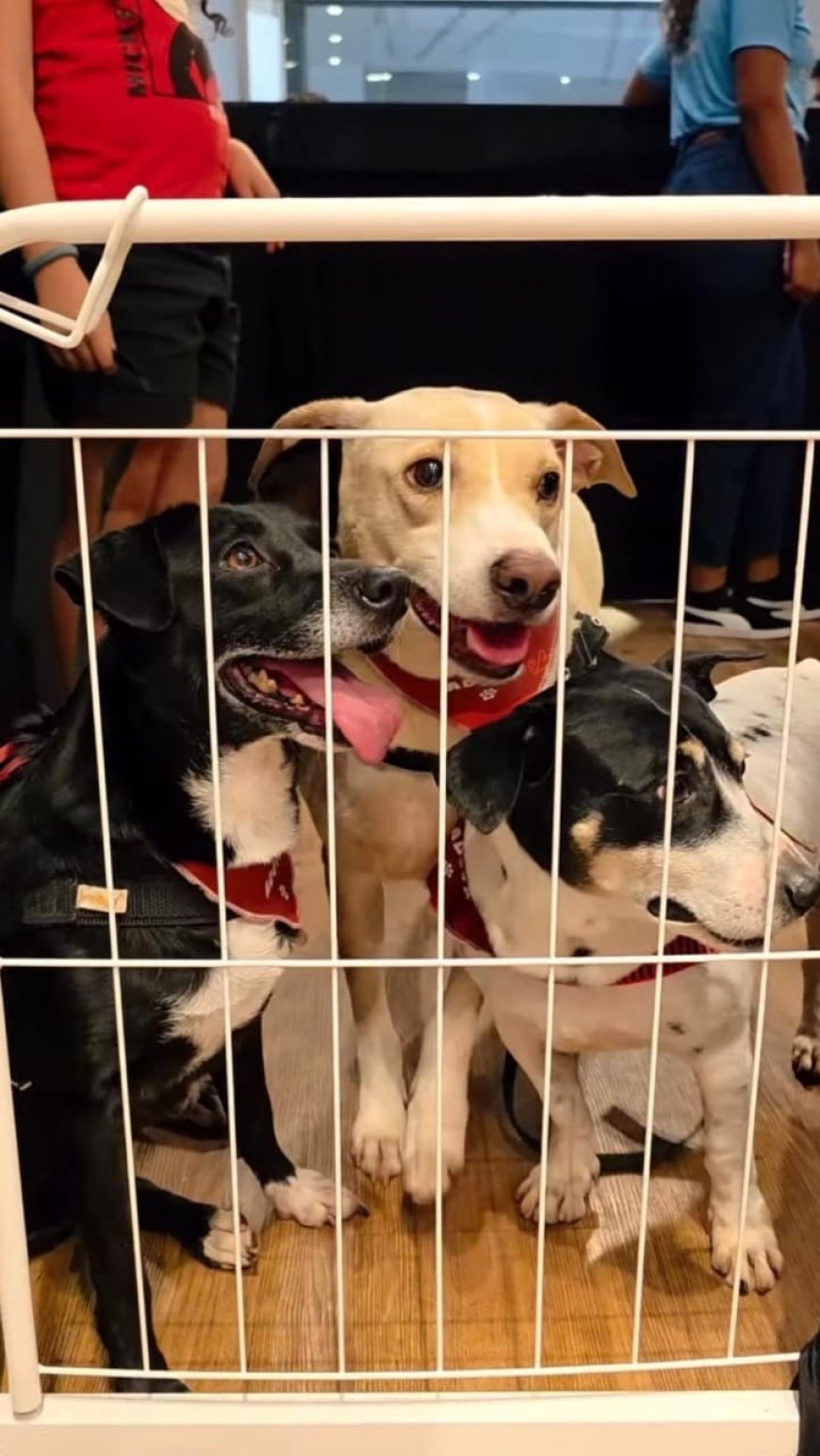 Feira de Adoção de Cães e Gatos volta ao Novo Shopping, neste domingo