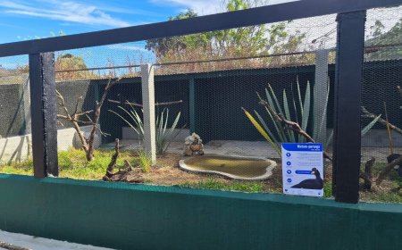 Zoo das Aves inaugura ala com espécies brasileiras ameaçadas de extinção