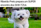 FOTOS - ENCONTRO DE SHIH-TZUS — RIBEIRÃO PRETO 2026