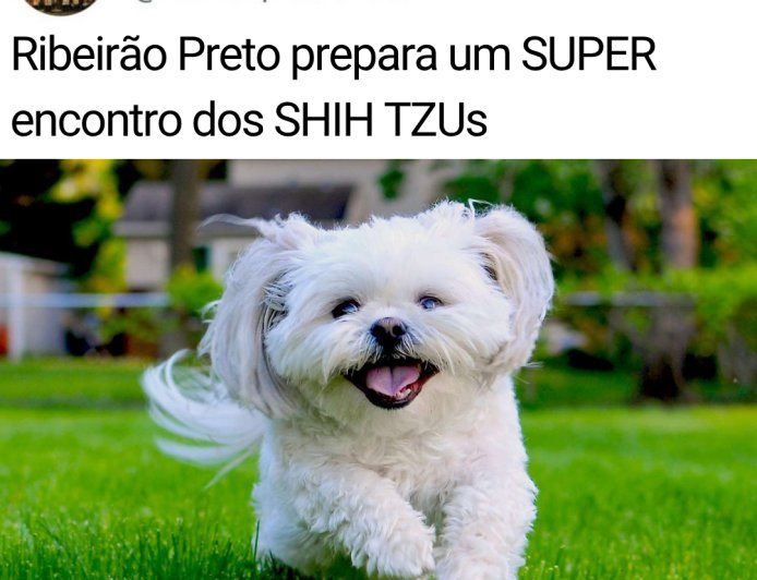 FOTOS - ENCONTRO DE SHIH-TZUS — RIBEIRÃO PRETO 2026