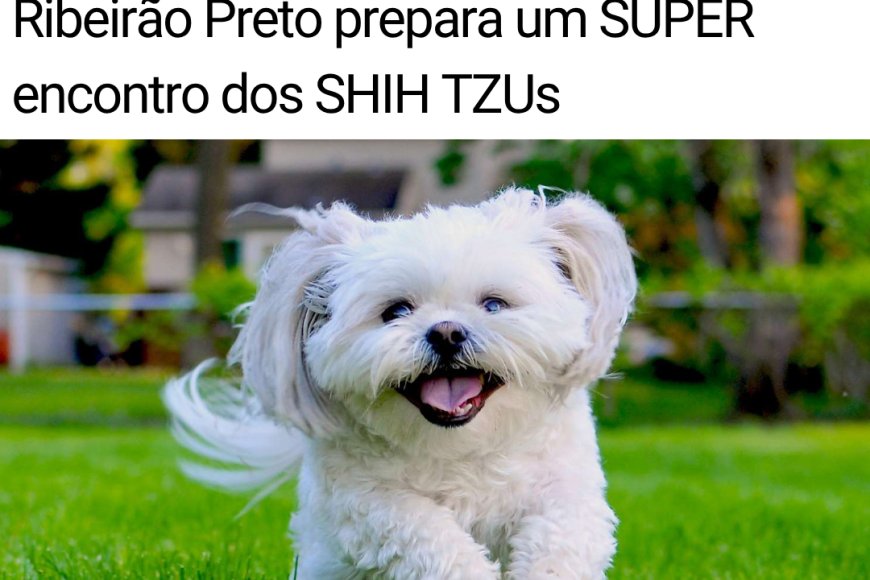 FOTOS - ENCONTRO DE SHIH-TZUS — RIBEIRÃO PRETO 2026