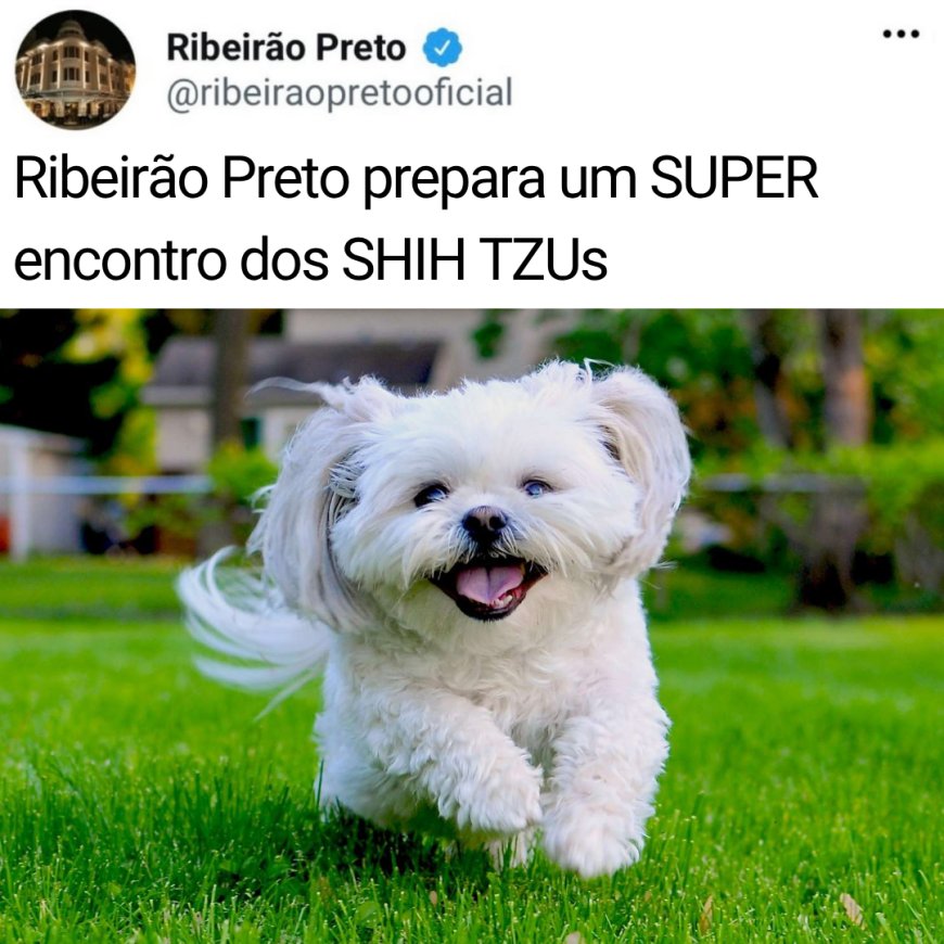 FOTOS - ENCONTRO DE SHIH-TZUS — RIBEIRÃO PRETO 2026